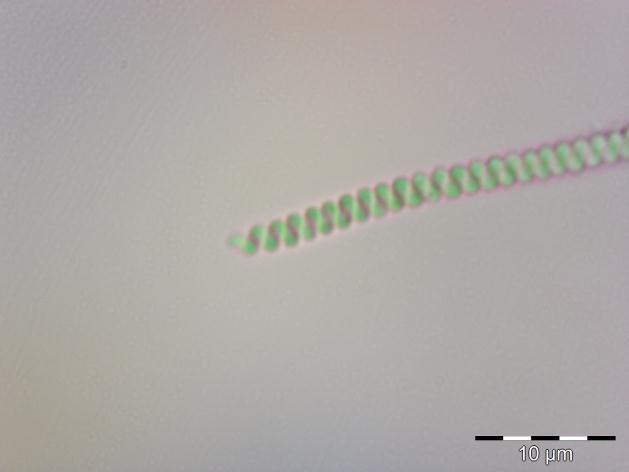 16.Tür: Spirulina princeps West & G.S.West (Şekil 3.25, Şekil 3.26) ġekil 3.