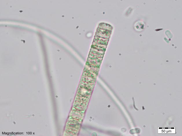 7.Familya: Phormidiaceae 11.Cins: Phormidium Kützing ex Gomont 23.Tür: Phormidium articulatum (N.L.Gardner) Anagnostidis & Komárek (Şekil 3.