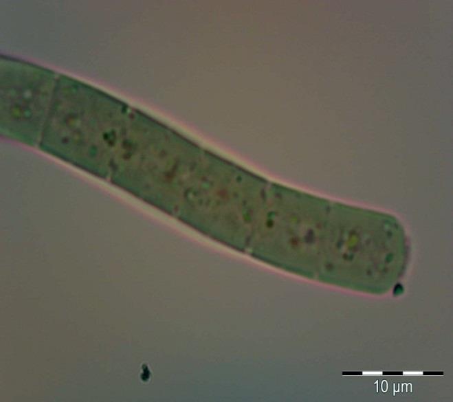 25.Tür: Phormidium cortianum (Meneghini ex Gomont) Anagnostidis & Komárek (Şekil 3.37) Tanımlayıcı özellikleri: Tallus müsilajımsı, ince ve mat parlak mavi-yeşil renktedir.