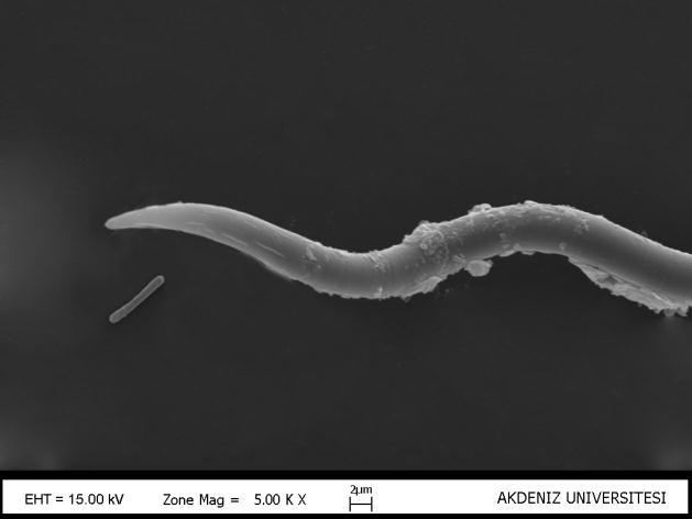 41 ) ġekil 3.40: Phormidium terebriforme (C.