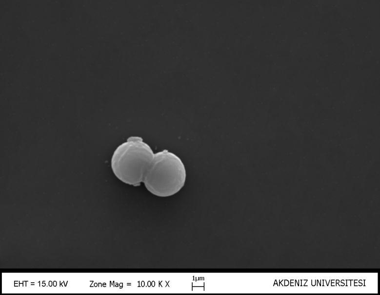 21.Cins: Synechocystis Sauvageau 43.Tür: Synechocystis minuscula Woronichin (Şekil 3.62, Şekil 3.