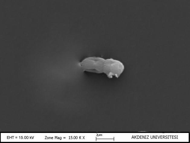 Cins: Synechococcus Nägeli 45.