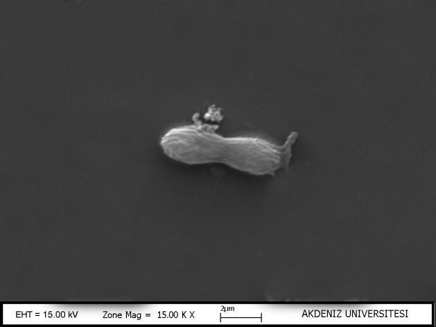 ġekil 3.66: Synechococcus aeruginosus Nägeli 46.Tür: Synechococcus elongatus (Nägeli) Nägeli (Şekil 3.67) ġekil 3.67: Synechococcus elongatus (Nägeli) Nägeli 47.Tür: Synechococcus lividus J.