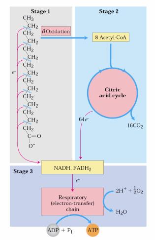 Yağ asitlerinin oksidasyonu Yağ asitlerinin mitokondriyel oksidasyonu üç basamakta gerçekleşir.
