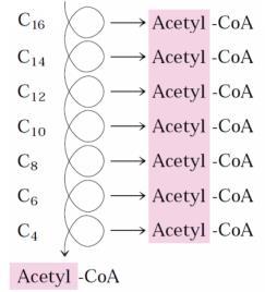 İkinci aşamada oluşan asetil CoA ların asetil grupları sitrik asit döngüsünde karbondiokside oksitlenir.