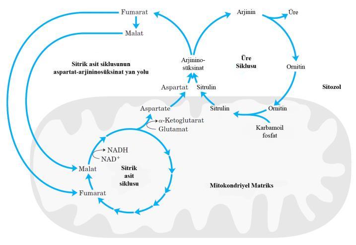 17 18 Üre siklusu karaciğer mitokondrisinde başlar, bunu takip eden üç basamak ise sitozolde gerçekleşir.