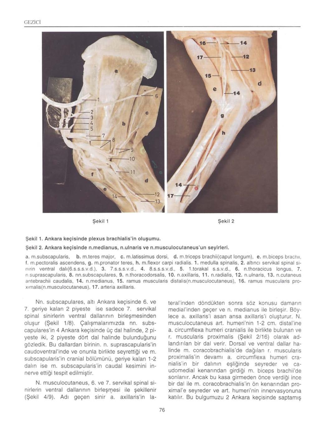 GEZicl,e- '.. '4,~ --1.,. ' ~ 'L4 d b.. 10.---11 $ek i1 1 $ekil 2 $ekll 1. Ankara keylsinde plexus brachlalis'in olu~umu. $ekil 2. Ankara keyisinde n.medianus, n.ulnaris ve n.