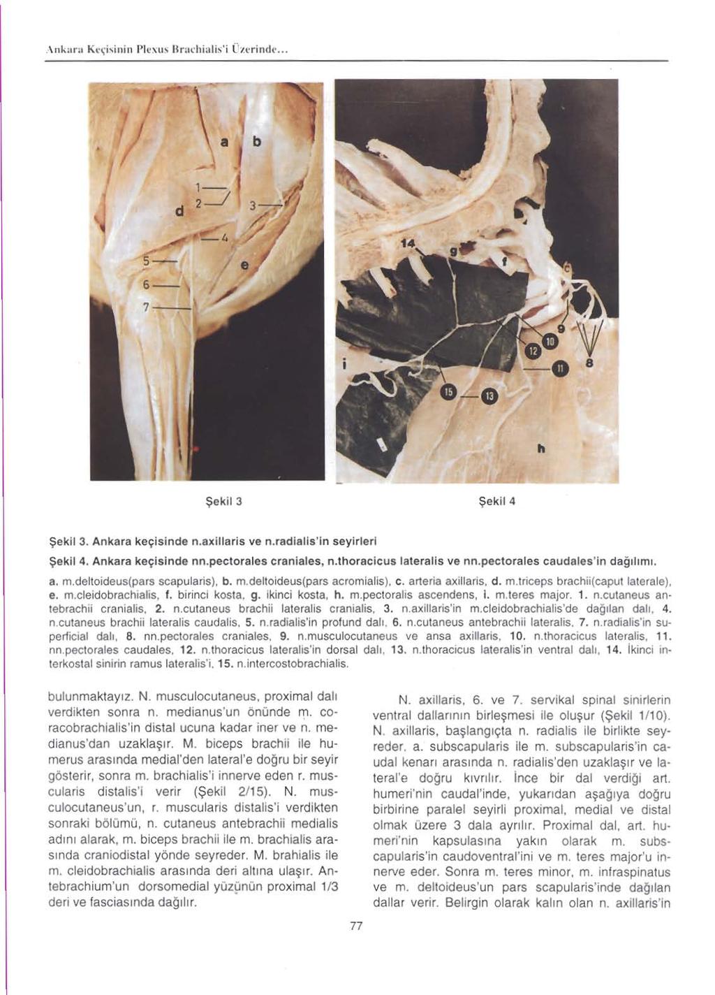 I Y d ~"~4 5- / &- ~ekil3 $ekil4 $ekil 3. Ankara keyisinde n.8xillaris ve n.radialls'in seyirleri $ekil 4. Ankara keyisinde nn.pectorales craniales, n.thoracicus lateralis ve nn.