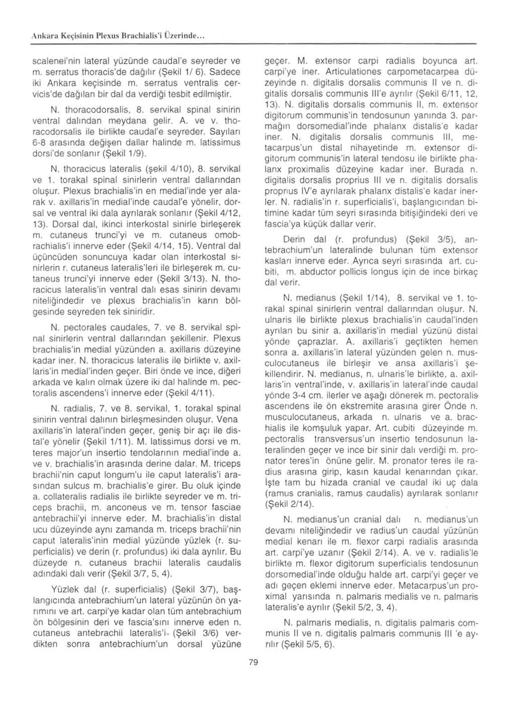 ,\nkara K('"isinin Plexus IIrachialis' j UlI'rindc... scalenei'nin lateral yozonde caudal'e seyreder ve m. serratus thoracis'de da{llhr (1?ekil 1/6). Sadece iki Ankara ke~isinde m.