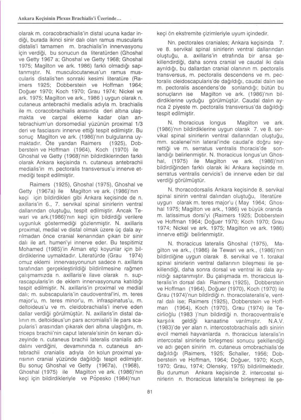 ,\ nkuru Kc,\isinin Plexus Bruchialis'i Uzerindc.., olarak m, coracobrachialis'in distal ucuna kadar indi~i, burada ikinci sinir dall olan ramus muscularis distalis'j tamamen m.