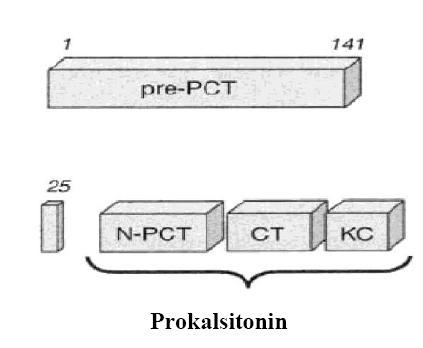 Hücre içi proteoliz ile önce 116 aminoasitlik PCT, daha sonra da 32 aminoasitlik kalsitonin
