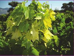 DETECTION OF VIRUSES IN AEGEAN REGION GRAPEVINES Şekil 1.