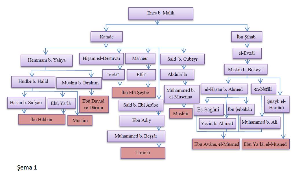 O.ORUÇHAN 3.1.Enes b. Mâlik ten gelen rivayet Yukarıdaki şemada görüldüğü üzere Enes b. Mâlik rivayetinin tâbiîn düzeyinde iki ravisi bulunmaktadır. Bunlardan Katâde b. Diâme es-sedûsî (ö.
