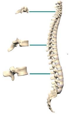 2. GENEL BİLGİLER 2.1. SPİNAL KOLON ANATOMİSİ Spinal kolon 33-34 ayrı vertebranın üst üste sıralanması ve birbirlerine bağlanması sonucu meydana gelen bir sütundur.