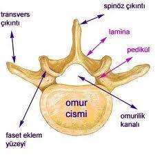 Şekil 2.3: Vertebranın Aksiyel ve Sagital Planda Görünümü Vertebralar arası disk: Spinal kolonda 6'sı servikal, 12'si torasik, 5'i de lomber olmak üzere 23 intervertebral disk mevcuttur.