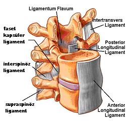 4: İntervertebral Diskin Anatomik ve Yapısal Görünümü Omurga etrafındaki bağlar: Omurganın içsel stabilitesine katkıda bulunan viskoelastik yapılardır.