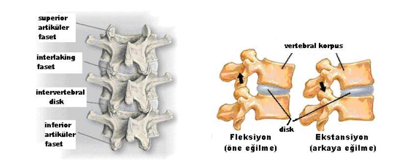 ligamentler lomber bölgede daha yoğun olarak bulunurlar, aşırı fleksiyonu engellerler (64,73,108,109,111).