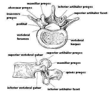 Şekil 2.3: Vertebranın Aksiyel ve Sagital Planda Görünümü Vertebralar arası disk: Spinal kolonda 6'sı servikal, 12'si torasik, 5'i de lomber olmak üzere 23 intervertebral disk mevcuttur.