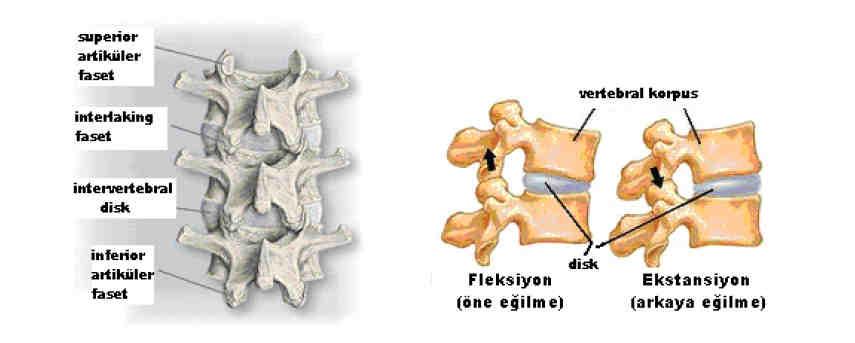 ligamentler lomber bölgede daha yoğun olarak bulunurlar, aşırı fleksiyonu engellerler (90, 107, 125, 126, 143, 160, 211, 213, 217).
