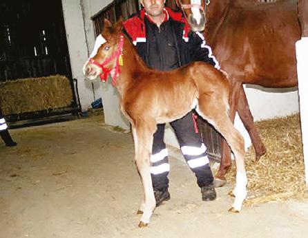 Mesa Ecology (Unbridled s Song) ın 3 yaşındaki iğdiş oğlu General Mcgooby (General Quarters Local Gossip, Horse Chestnut), 6 Mayıs 2017 Cumartesi günü Amerika nın Gulfstream Park