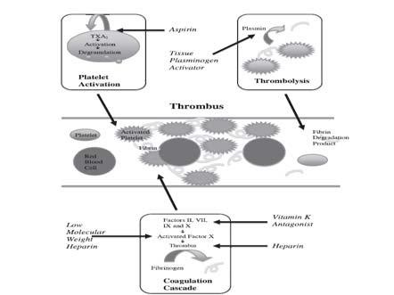 Pulmoner Emboli de güncel tedavi stratejileri Akdeniz Üniversitesi Tıp Fakültesi Acil Tıp Anabilim Dalı Arş.Gör.Dr.Engin ŞENAY 25.01.