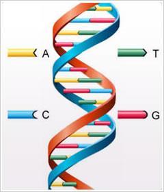 DNA nın yapısı ve biofonksiyonu 5' P 5' 3' P 5' 3' P 5' 3' P
