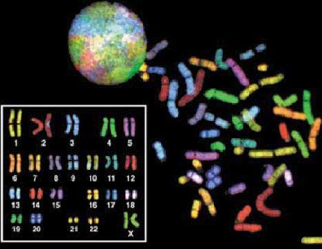 molekül DNA içeren 46