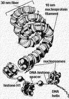 Kromozom yapısında yer alan DNA, histonlar ve