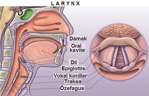 Şekil 1.6: Larynxin yapısı Cartilago cricoidea (yüzük kıkırdak): Larynxin en alt bölümünü oluşturan, halka şeklinde, kıkırdakların en sağlam ve en kalınıdır.