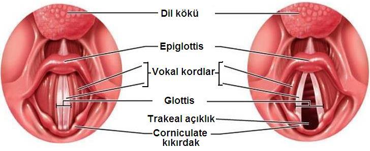 Epiglot elastiki yapıdadır ve yaşlanmayla kemikleşmez. Yutma esnasında glottisi (ses telleri arasındaki boşluk) kapatarak yutulan besinlerin solunum yoluna gitmesini önler. Şekil 1.