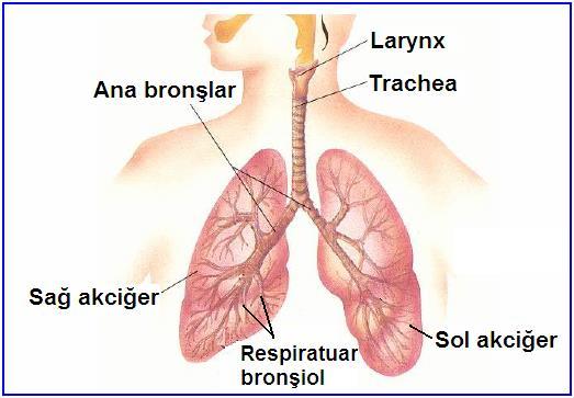 1.2. Alt Solunum Yolları Alt solunum yolları, soluk borusu (trachea), bronşlar (bronchi) ve bronşiollere kadar olan; yani havayı akciğerler içine ileten bölümlerden oluşur. 1.2.1. Soluk Borusu (Trakea) Soluk borusu, kıkırdak yapıda olup havanın akciğerlere ulaşmasını sağlar.