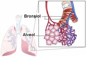 2.1.1. Alveoller Bronşlar dallanarak akciğer dokusu içine dağılır ve bronşioller aracığıyla havayı alveollere getirir. Alveoller, gaz değişiminin yapıldığı hava kesecikleridir.
