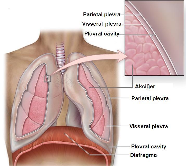 Plevra :Akciğerlerin dış yüzeyini saran, iki yapraktan oluşmuş seröz bir zardır. Göğüs boşluğu duvarını saran yaprağa plevra parietalis, akciğerin dış yüzünü saran yaprağa ise plevra visseralis denir.