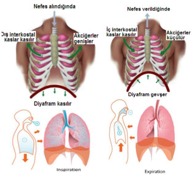 İnspirasyon aktif bir olaydır; solunum kaslarının kasılması ile yapılmaktadır. İnspirasyonun önemli kası diafragmadır. Diafragmanın kasılması ile göğüs kafesi genişler.