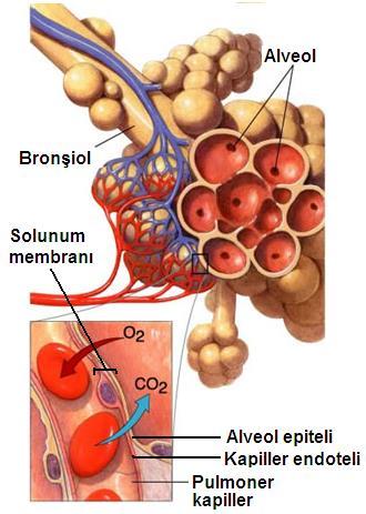 Şekil 3.5: Solunum membranı ve fizyolojisi Gerek akciğerlerde gerekse hücre düzeyinde gaz alışverişi difüzyon ile olmaktadır.