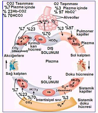 Rezidüel volum: En zorlamalı ekspirasyonla dahi akciğerlerden çıkarılamayan, akciğerlerdekalan hava hacmidir. Ortalama değeri 1200 ml dir. Akciğer kapasiteleri Şekil 3.