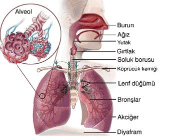 ÖĞRENME FAALİYETİ 1 ÖĞRENME FAALİYETİ 1 ÖĞRENME KAZANIMI Solunum yollarının yapı ve işlevlerini ayırt edebileceksiniz.