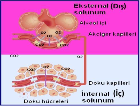 Solunum iç ve dış solunum olarak iki bölümde incelenir. Dış solunum (eksternal solunum); dış ortamdan oksijenin alınması, vücuttaki karbondioksitin dış ortama verilmesidir.