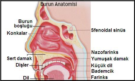 1.1.1. Burun (Nasus) Üst solunum yollarının temel organı olan burun, solunum yolu olmasının yanı sıra içinde bulunan reseptörler sayesinde koku organı olarak da fonksiyon görür.