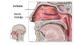 İNSANDA SOLUNUM SİSTEMİ Burun Burun iç yüzeyinde mukus bezi, koku alma reseptörleri, siller bulunur. Alınan hava mukus tarafından nemlendirilir.