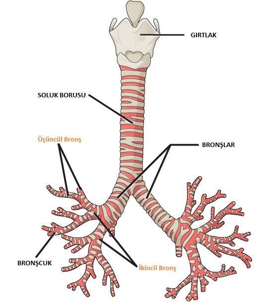 İNSANDA SOLUNUM SİSTEMİ Soluk borusu akciğerlere yaklaştığında iki kola ayrılır. Bu kollardan her birine bronş denir.