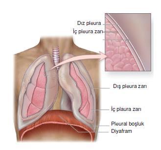 İNSANDA SOLUNUM SİSTEMİ Akciğerlerin üzeri plevra zarı ile örtülüdür. Bu zar iki katlıdır.
