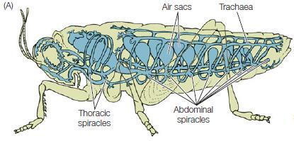 GAZ ALIŞVERİŞİ Trake solunumu Eklembacaklılarda görülür. Doku hücrelerine oksijeni en hızlı taşıyan sistem trakedir.