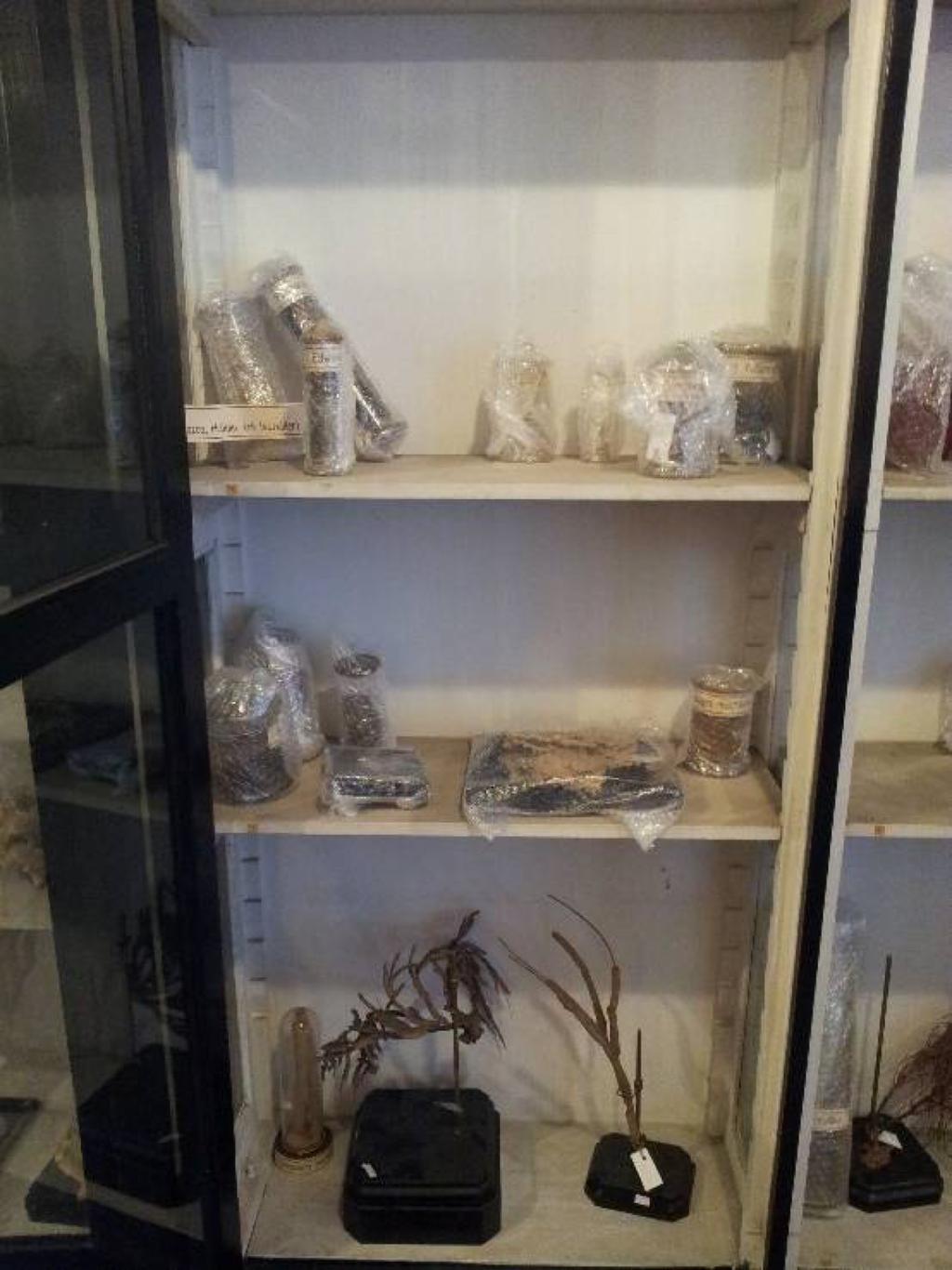 Özuluğ: İstanbul Üniversitesi Zooloji Müzesi (ZMUI) örneklerinin taşınması Şekil 6. Plastik kutularda taşınmaya hazır hale getirilmiş örnekler.