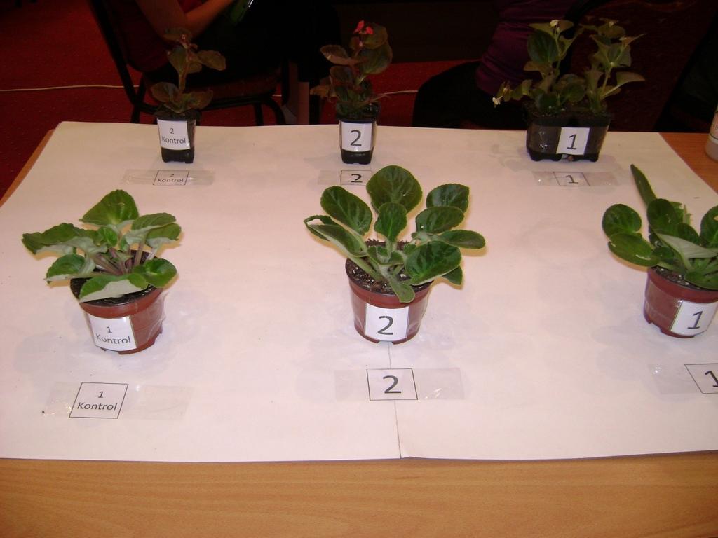 İki farklı tür bitki kullanıldı Birinci bitki türü menekşedir.