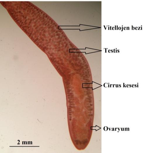 Olgun bireylerin boyları 1,9-2,8 (2,3) mm enleri ise 800-986 (768) mm dir (Şekil 7).