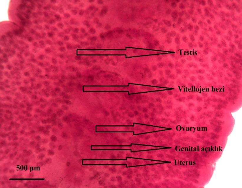 Şekil 13. B. acheilognathi de ventral görünümlü strobilada genital yapılar (orijinal) şeklini almıştır. II. anten çatallı bir yapı göstermektedir. Mandibüller kısa hortumsu yapıdadırlar.