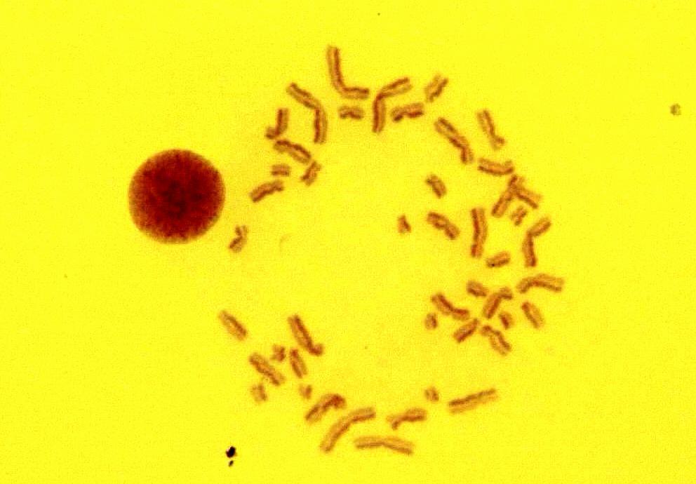 ait kromozomlar. 10 µm Şekil 3.5.