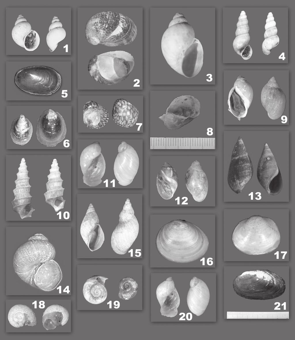Türkiye tatlısu Mollusca türlerinin dağılımlarına katkılar Şekil 2. Çalışmada tespit edilen türler (1: B. pseudemmericia, 2: T. anatolicus, 3: R. peregra, 4: P. antipodarum, 5: A. lacustris, 6: A.