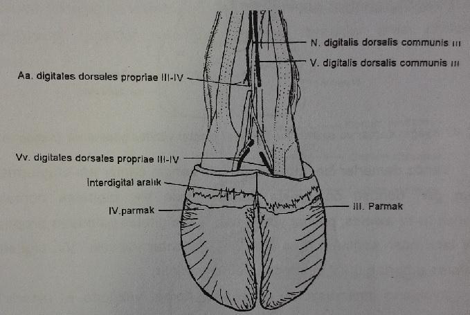 1.6. AYAĞIN DAMAR VE SİNİRLERİ Ayağın arteria ları; ön ayaklar, A.digitalis palmaris communis III, arka ayaklar ise, A.digitalis dorsalis communis III ve A.